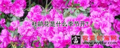 杜鹃花是什么季节开？