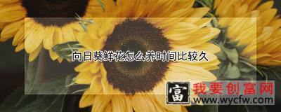 向日葵鲜花怎么养时间比较久