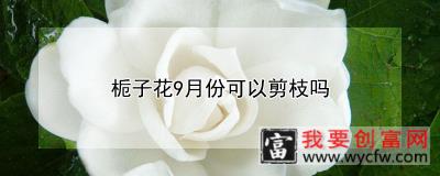 栀子花9月份可以剪枝吗