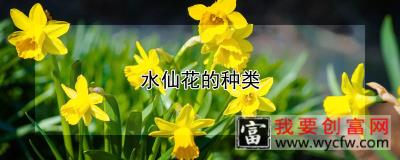 水仙花的种类