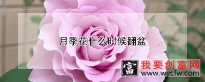 月季花什么时候翻盆