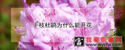 干枝杜鹃为什么能开花