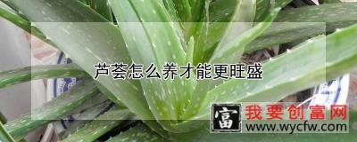 芦荟怎么养才能更旺盛