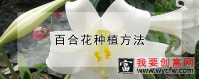 百合花种植方法