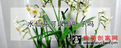 水仙花可以剪叶子吗