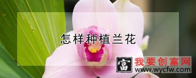 <a href=https://www.wycfw.com/e/tags/?tagid=239 target=_blank class=infotextkey>怎样种植</a>兰花