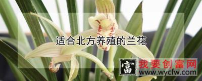 适合北方养殖的兰花