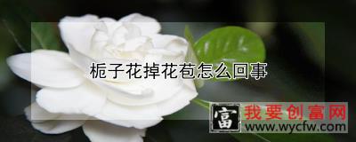 栀子花掉花苞怎么回事