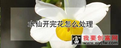 水仙开完花怎么处理