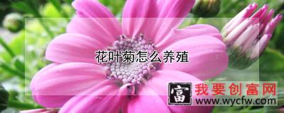 花叶菊怎么<a href=https://www.wycfw.com/e/tags/?tagid=63 target=_blank class=infotextkey><a href=https://www.wycfw.com/yangzhi/ target=_blank class=infotextkey>养殖</a></a>