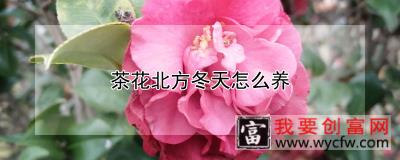 茶花北方冬天怎么养