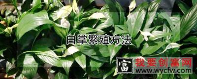 白掌繁殖方法