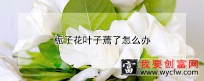 栀子花叶子蔫了怎么办