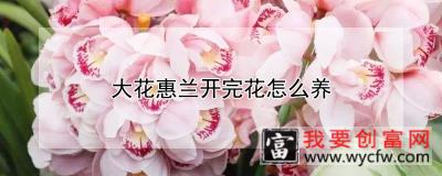 大花惠兰开完花怎么养