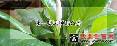 花一帆风顺怎么养