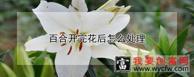 百合开完花后怎么处理