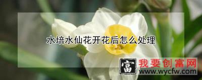 水培水仙花开花后怎么处理