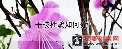 干枝杜鹃如何养