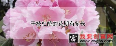 干枝杜鹃的花期有多长