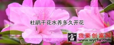 杜鹃干花水养多久开花