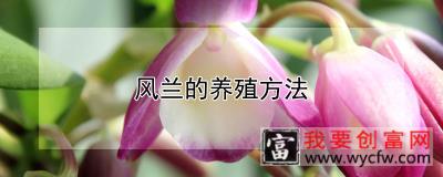 风兰的养殖方法