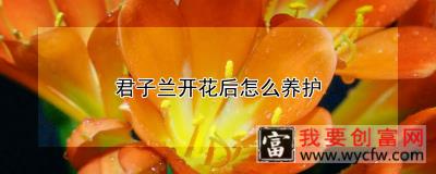 君子兰开花后怎么养护