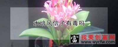 水培风信子有毒吗