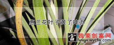 惠兰花叶子黄了咋办