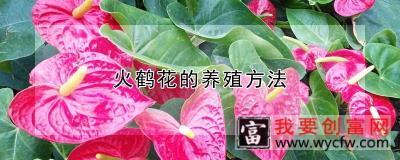 火鹤花的养殖方法