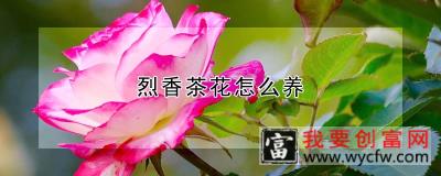 烈香茶花怎么养