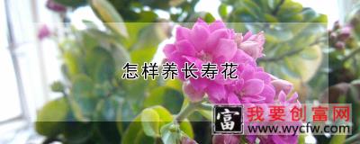 怎样养长寿花