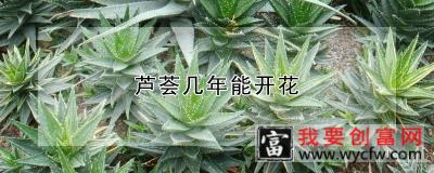 芦荟几年能开花