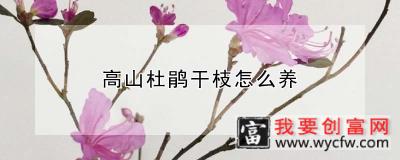 高山杜鹃干枝怎么养