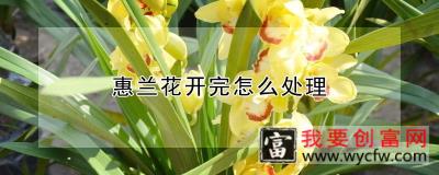 惠兰花开完怎么处理