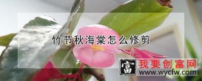 竹节秋海棠怎么修剪