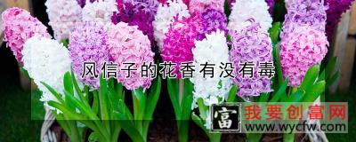 风信子的花香有没有毒