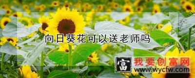 向日葵花可以送老师吗