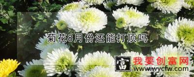 菊花8月份还能打顶吗