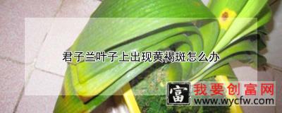 君子兰叶子上出现黄褐斑怎么办