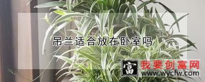 吊兰适合放在卧室吗