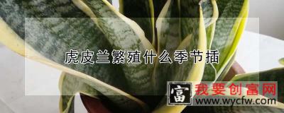 虎皮兰繁殖什么季节插