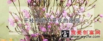 干枝杜鹃不开花的原因