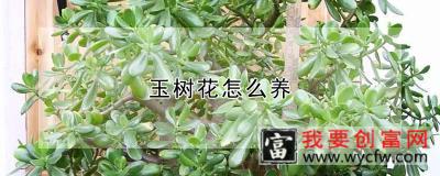 玉树花怎么养