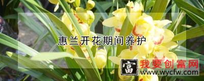 惠兰开花期间养护