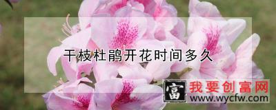 干枝杜鹃开花时间多久