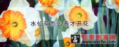 水仙花怎么养才开花