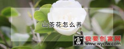 山茶花怎么养