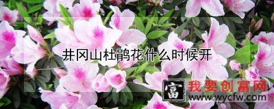 井冈山杜鹃花什么时候开