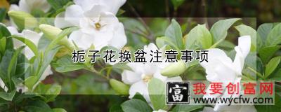 栀子花换盆注意事项