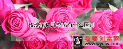 玫瑰花和月季花有什么区别